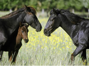 Parteneriat pentru salvarea cailor semisalbatici din Delta Dunarii