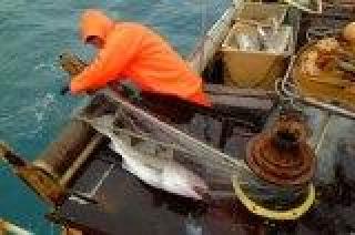 Stabilirea Capturilor Maxime Admisibile si a cotelor pentru pescuitul la calcan si sprot in Marea Neagra