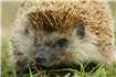 F64 va invita la expozitia “Biodiversitate in Romania si Balcani”, in 25 octombrie 2011, ora 18:30