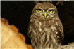 F64 va invita la expozitia “Biodiversitate in Romania si Balcani”, in 25 octombrie 2011, ora 18:30