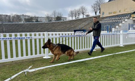 Concurs Internațional de Câini la Medgidia