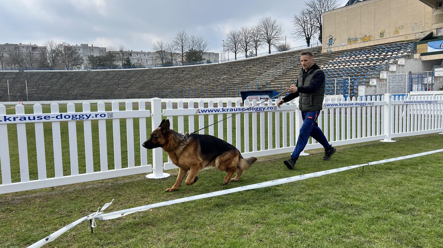 Concurs Internațional de Câini la Medgidia