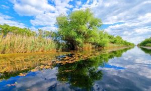 Peștele din Deltă, în pericol! Apel urgent al unei asociații de pescari din Sfântu Gheorghe