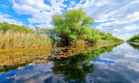 Peștele din Deltă, în pericol! Apel urgent al unei asociații de pescari din Sfântu Gheorghe