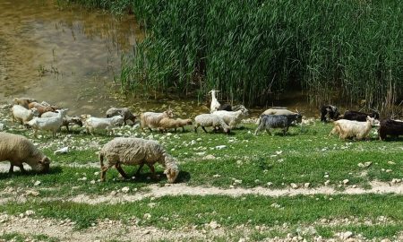 pesta micilor rumegătoare distruge afacerile și